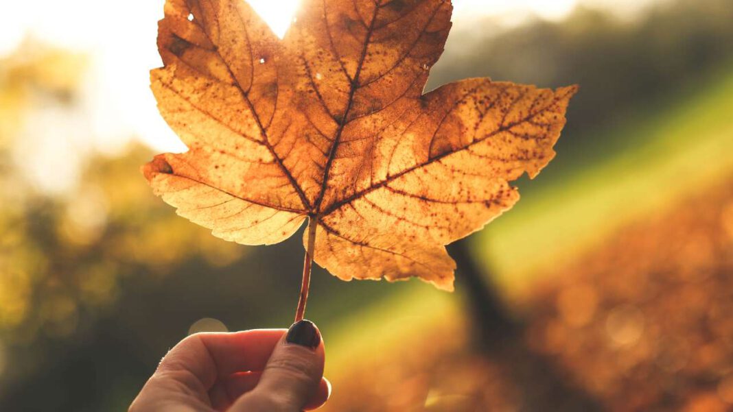 tuin herfstklaar maken